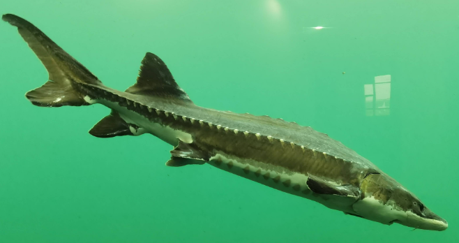 鱘魚是怎么樣的