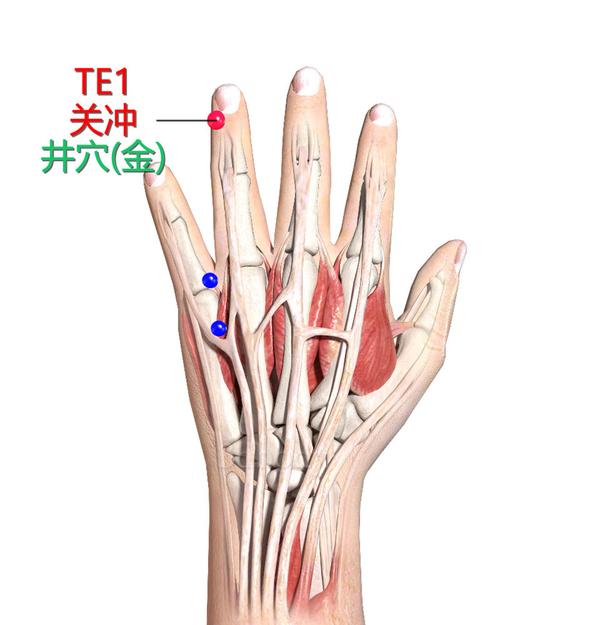 eb650f68b6787471e408969de857ad46_1626945532139054696_thumbnail.jpg 關(guān)沖穴解剖學(xué)定位